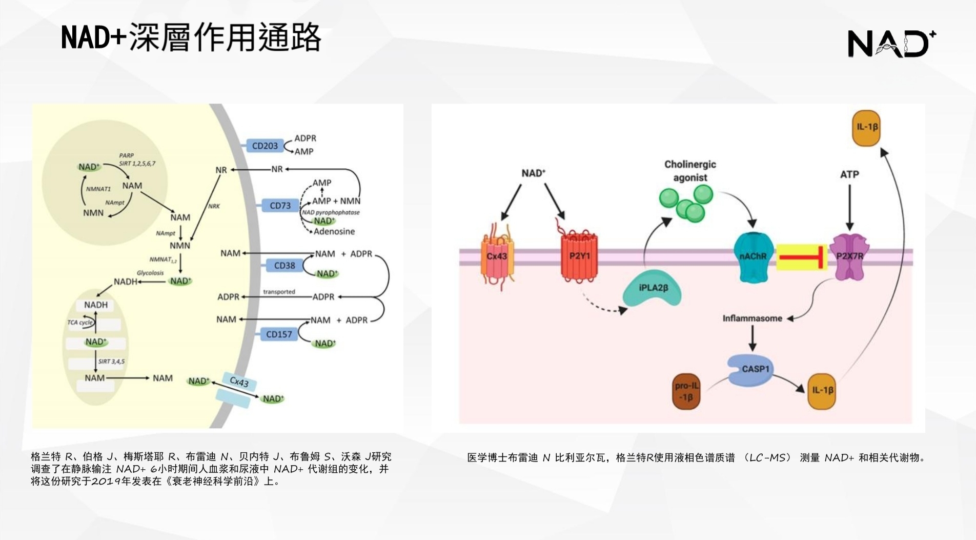 NAD⁺ 抗衰機制原理