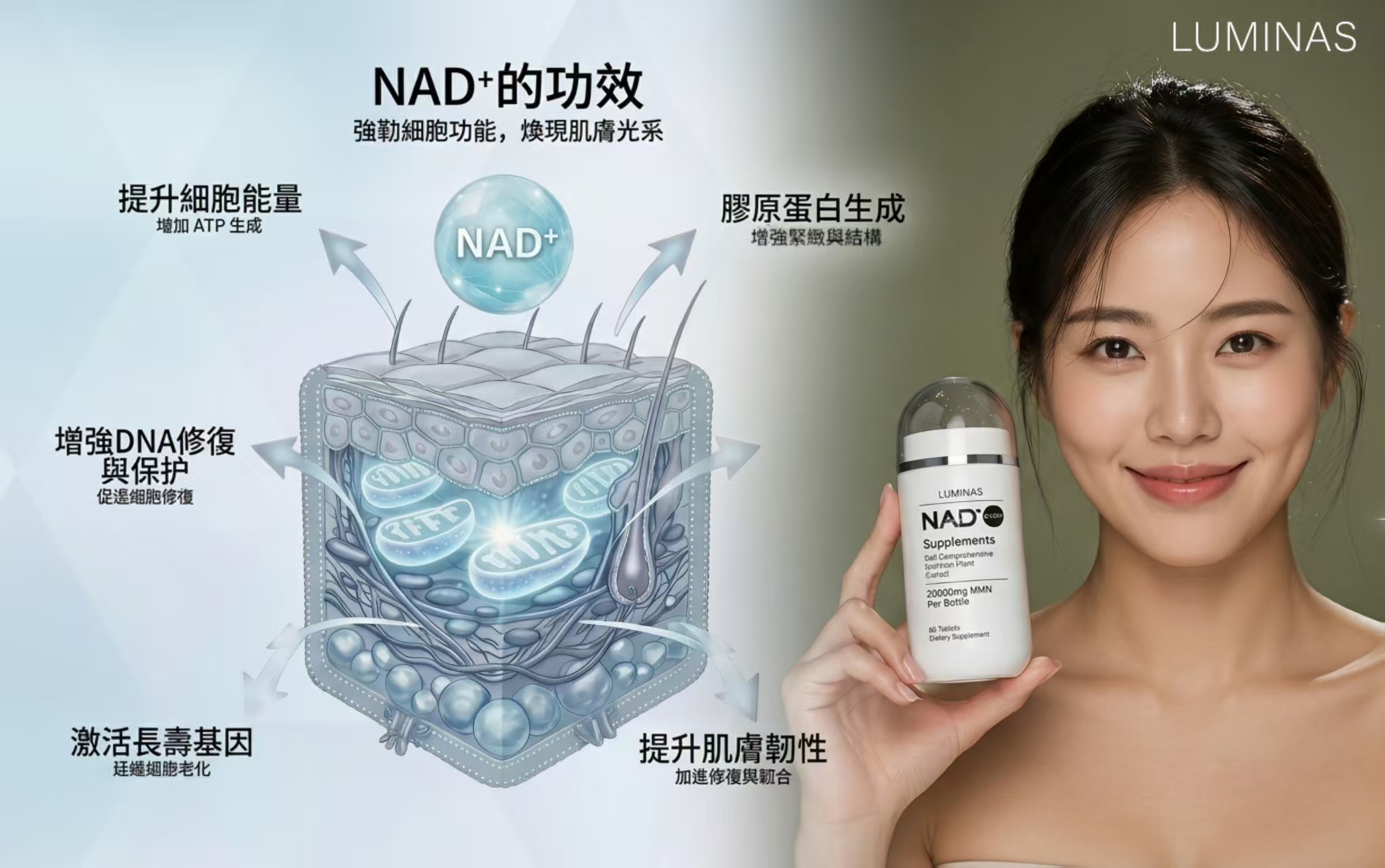 NAD⁺ 的功效與細胞作用機制